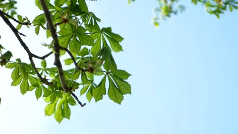 Chestnut tree in early spring. Stock Footage 240989739