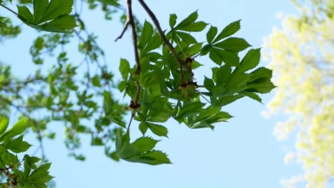 Chestnut tree in early spring. Stock Footage 240989762