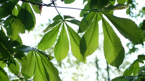Chestnut tree in early spring. Video stock 243427604