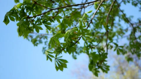 Chestnut tree in early spring. Stock Footage 253073985