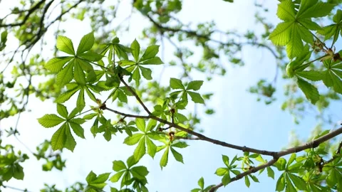 Chestnut tree in early spring. Stock-Footage 253074080