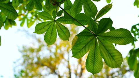 Chestnut tree in early spring. Stock Footage 310040419