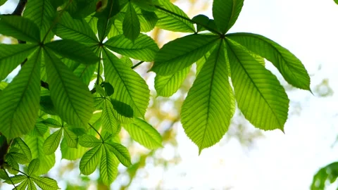 Chestnut tree in early spring. Stock Footage 310040495