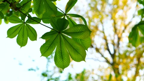 Chestnut tree in early spring. Stock Footage 310040511