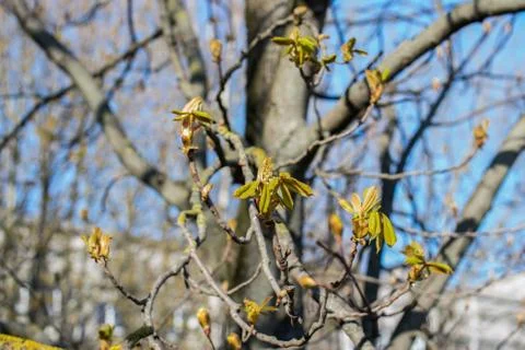 Chestnut tree in early spring with rare buds of young green leaves. Stock Photos