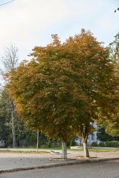 Chestnut tree in the fall in the city square. Stock Photos