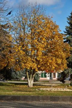 Chestnut tree in the fall in the city square. Stock Photos