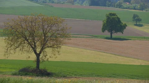 Chestnut tree on a field Stock Footage 4712249