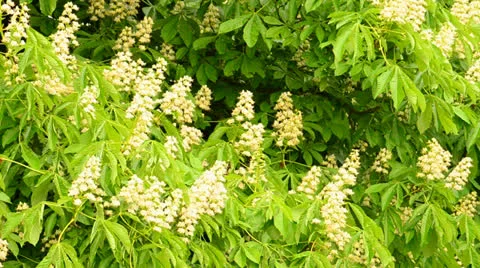 Chestnut tree in flower Stock Footage 24453240