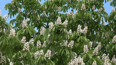 Chestnut tree in flower zoom in Stock Footage 85885927