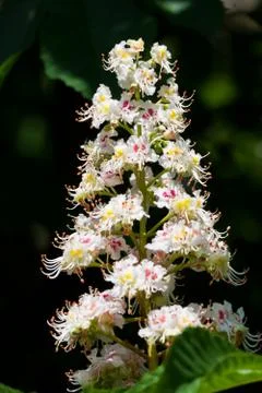 Chestnut tree flowers Stock Photos