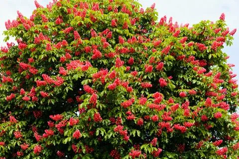 Chestnut tree flowers Stock Photos