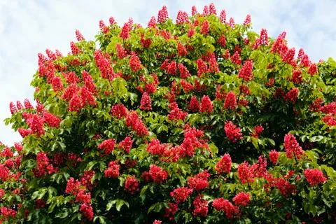 Chestnut tree flowers Stock Photos