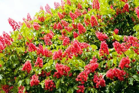 Chestnut tree flowers Stock Photos