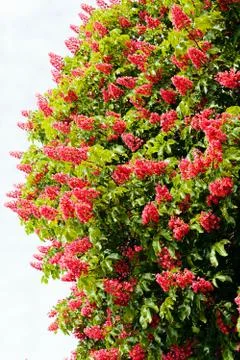 Chestnut tree flowers Stock Photos