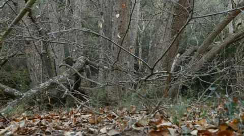 Chestnut tree Vidéo 609172