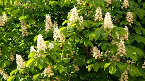 Chestnut tree Stock Footage 51008007