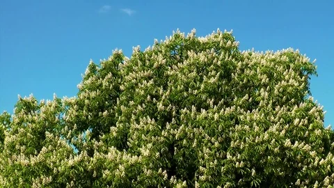 Chestnut tree Stock Footage 72142830