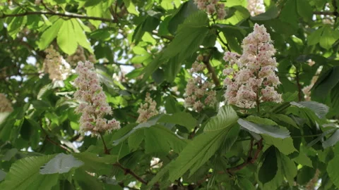 Chestnut tree 動画素材 311077336