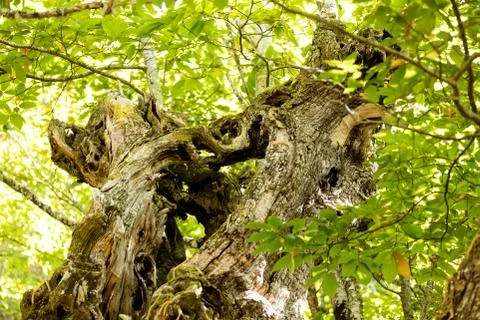 Chestnut tree in the forest Stock Photos