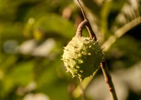 Chestnut tree with fruit Stock Photos