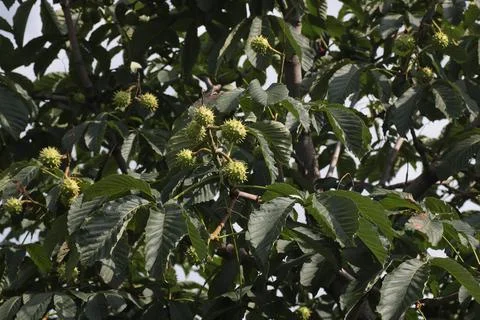 Chestnut tree fruit Stock Photos