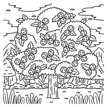 Chestnut Tree Fruit Plant Coloring Page for Kids Stock Illustration