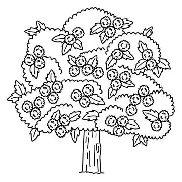Chestnut Tree Fruit Plant Isolated Coloring Page Stock Illustration