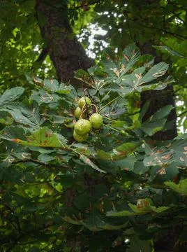 Chestnut tree with green chestnuts Stock Photos