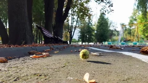 A chestnut tree in a green shell falls on an asphalt road against the background Stock-Footage 314887651