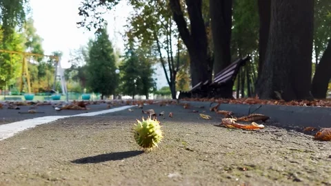 A chestnut tree in a green shell falls on an asphalt road against the background Stockbeeldmateriaal 315511202