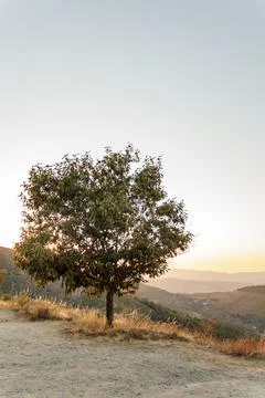 Chestnut tree with hills on the backround Foto stock