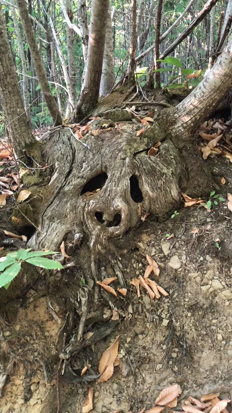 Chestnut Tree with Human Face Pareidolia in Natural Setting Stock Footage 315767180