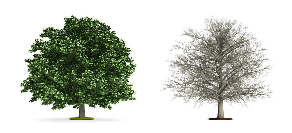 Chestnut tree. Stock Illustration