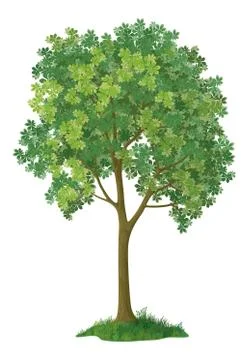 Chestnut tree. Stock Illustration
