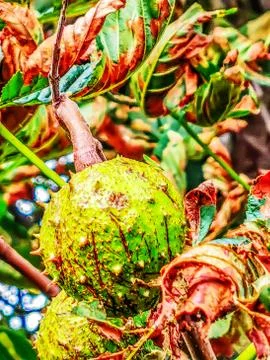 Chestnut on the tree, immature Stock Photos