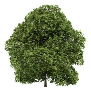 Chestnut tree isolated on white background Stock Illustration