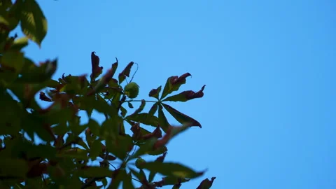 Chestnut Tree Leaves Against Clear Blue Sky In Madrid Stock Footage 343812599