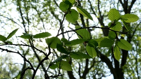 Chestnut Tree Leaves Backlight Sunflare Stock Footage 129495473