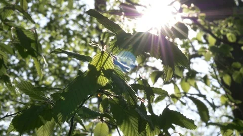 Chestnut Tree Leaves Blowing in the wind Stock Footage 128587365