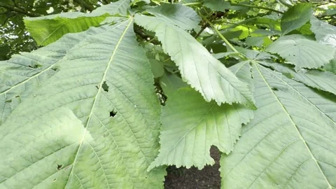 Chestnut tree leaves blowing in wind panning Vídeos de archivo 334760101
