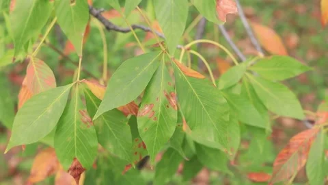 Chestnut tree leaves. Damage to vegetation by various pests. Stock Footage 206358473