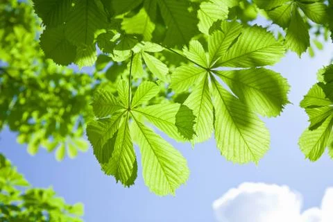 Chestnut tree leaves Stock Photos