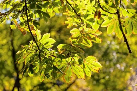 Chestnut tree leaves Stock Photos