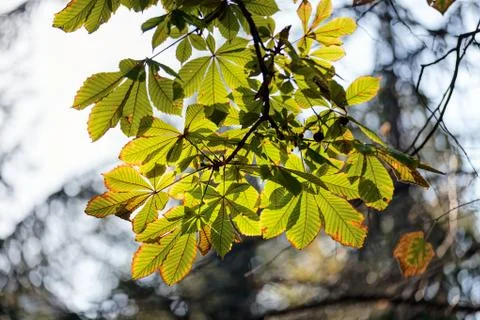 Chestnut tree leaves Stock Photos