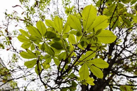 Chestnut tree leaves Stock Photos