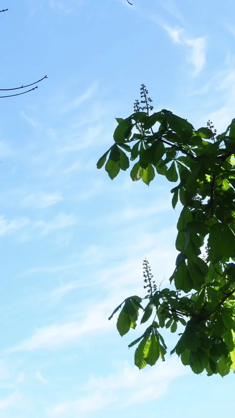 Chestnut tree leaves swaying in wind against blue sky vertical format Stock Footage 337539525