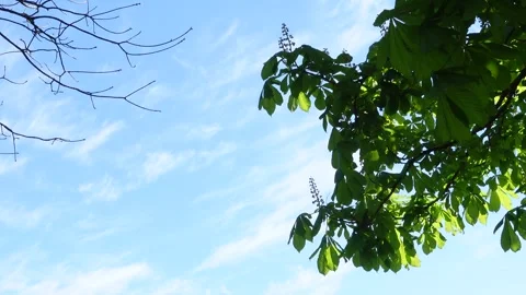 Chestnut tree leaves swaying in wind against blue sky Vidéo 337542909