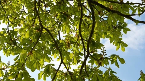 Chestnut tree with many young buds seen from below in spring Stock Footage 128309154