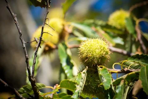 Chestnut tree in the mountains on blur background Stock Photos